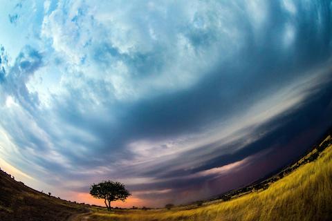 Clouds gathering over Umbrella thorn (Acacia tortilis Subspecies heteracantha) in Serengeti National Park, Tanzania, Africa