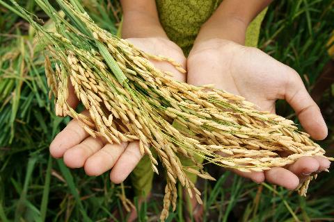 Kid's hand wide open, holding a handful of grain in a sunlit plantation in Africa.
