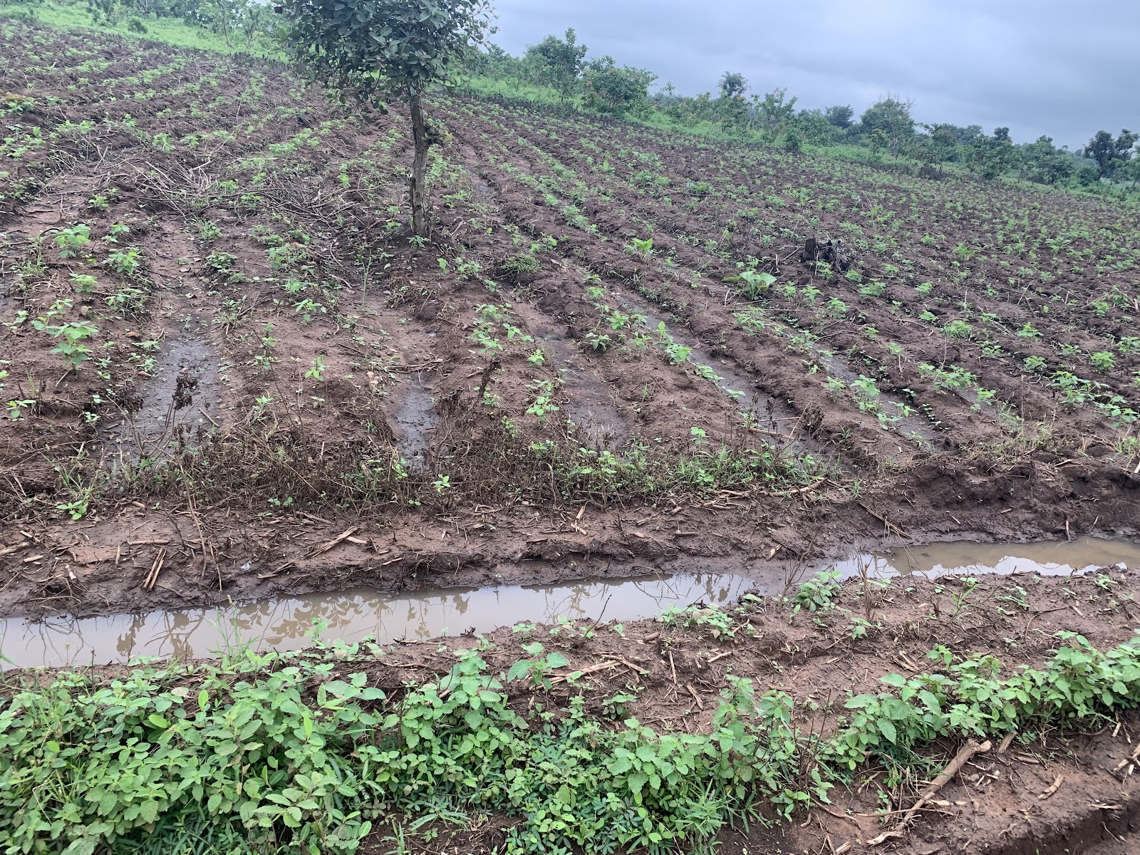 A soya beans farm in Saki West